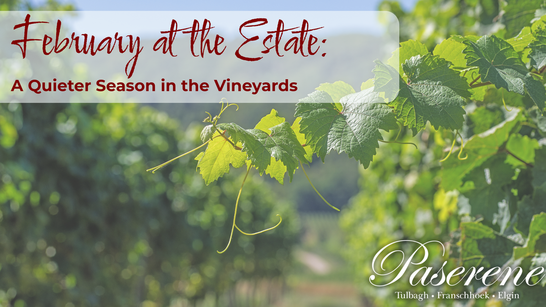 February at the Estate, A Quieter Season in the Vineyards