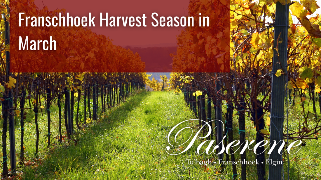 Franschhoek Harvest Season in March, rows of yellow grape vines