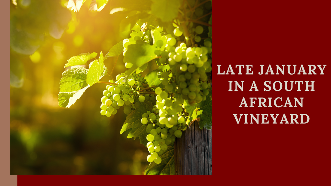 Late January in a South African Vineyard, grapes growing in vineyard