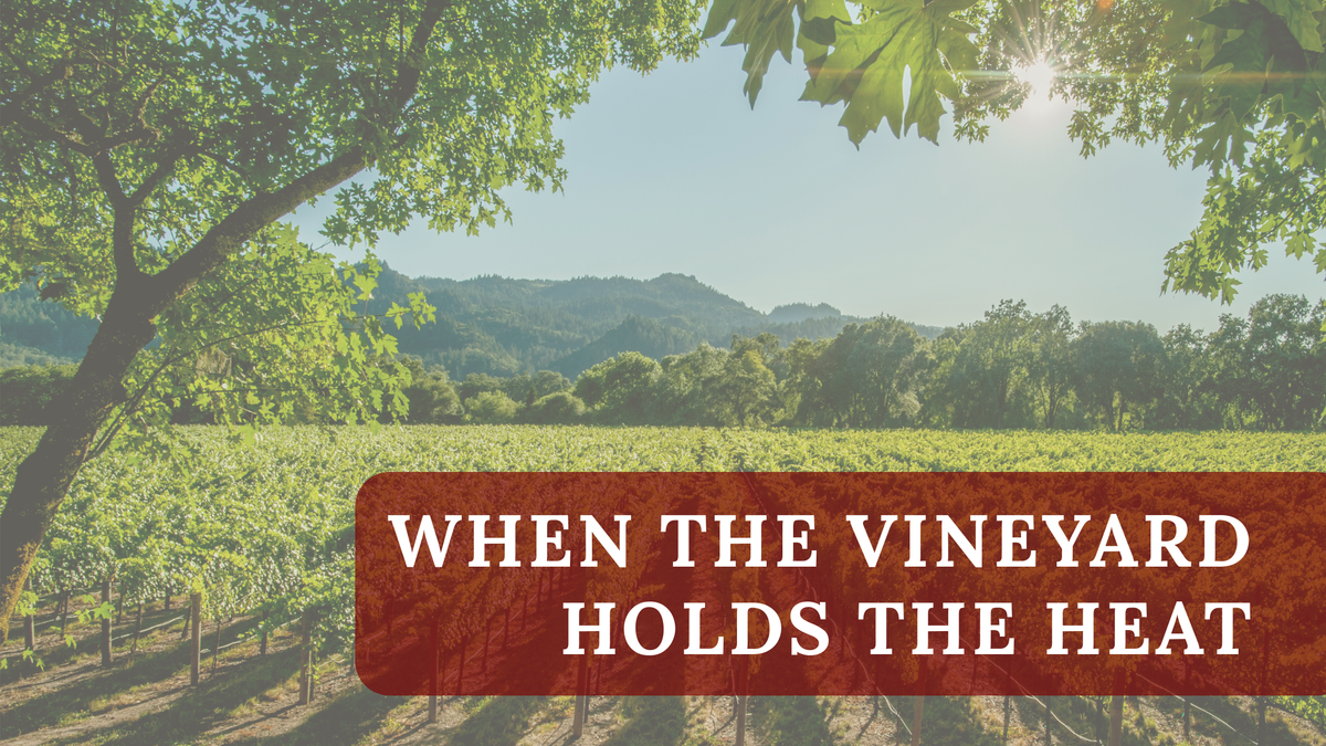 When the Vineyard Holds the Heat, overlook on a vineyard