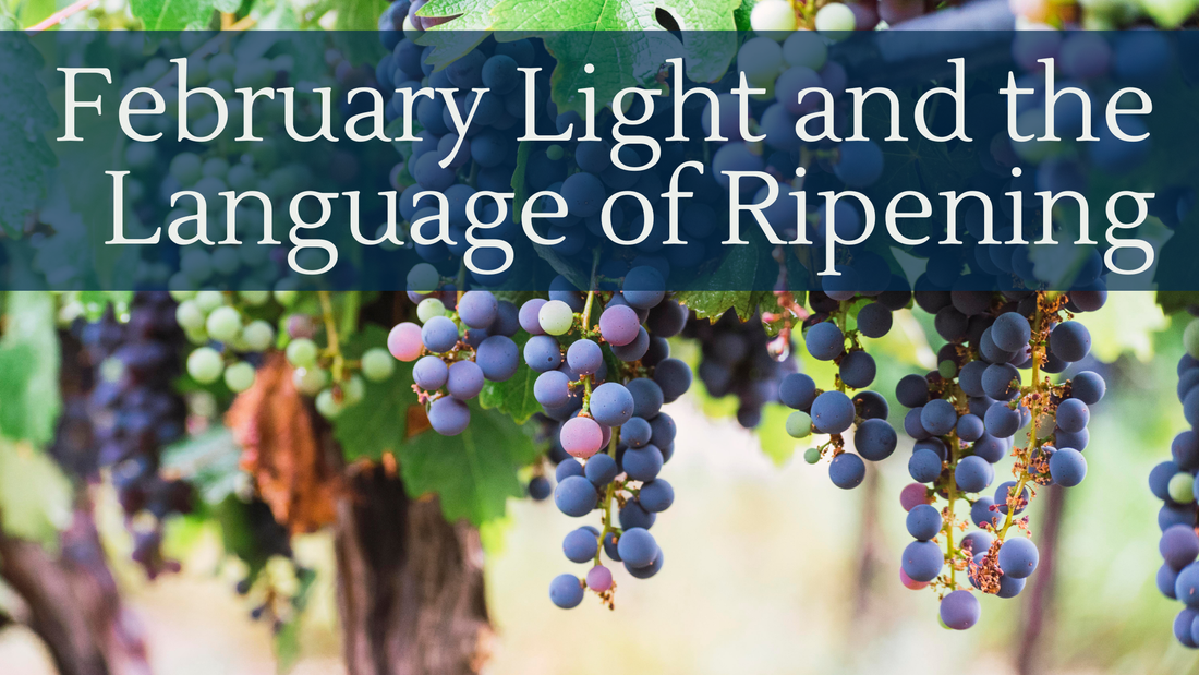 February Light and the Language of Ripening, ripe grapes hanging from grape vines