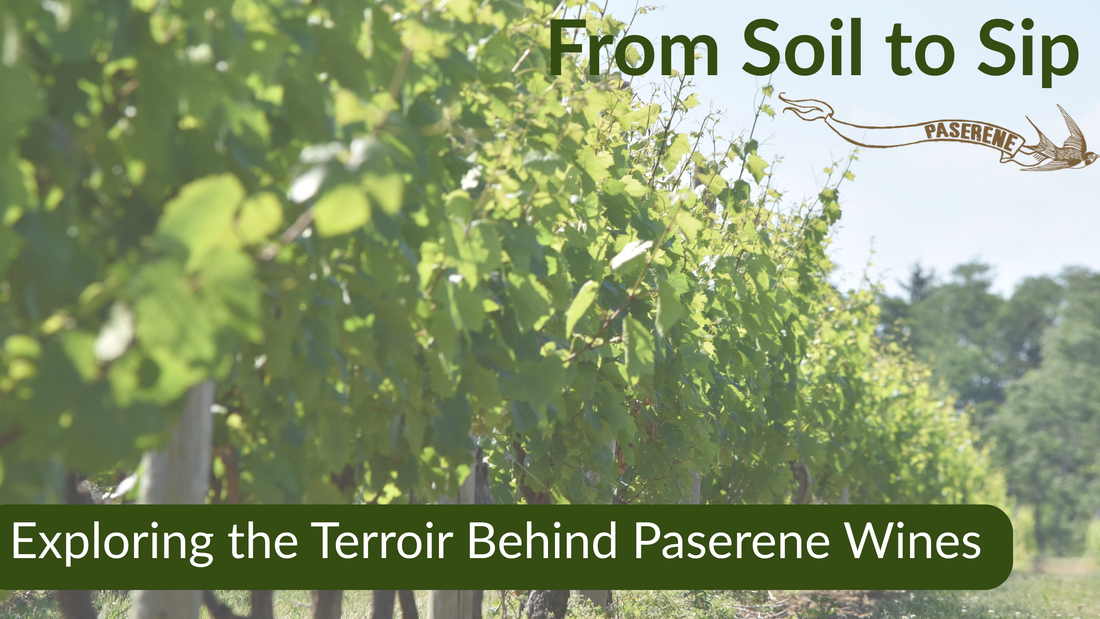 Exploring the Terroir Behind Paserene Wines, row of a trees